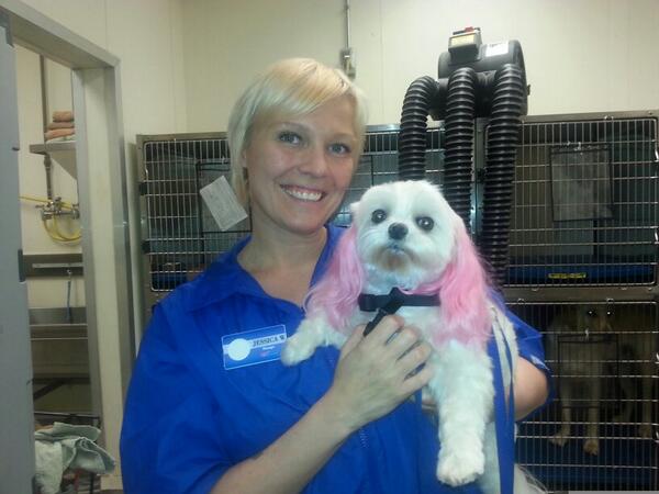 JessW2144's tweet photo. Mr Burg rockin some pink ears for a sweet16 birthday party!! #petexpressions @jendirector2144 @angeljamespetm http://t.co/ClmFRnccjH