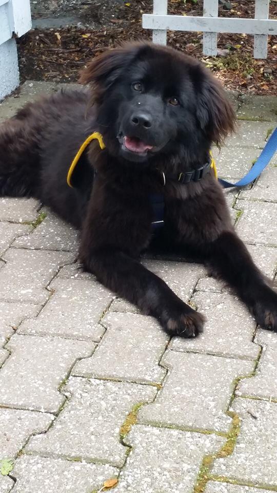 petsalive tweet picture