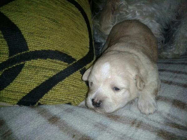 NoemiPerezRodri's tweet photo. En 2 semanitas un nuevo miembro se une a la familia, deseando que llegue ya ♡ http://t.co/nZVpSUVLlK