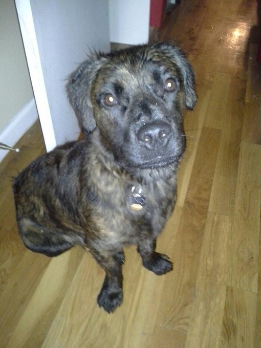One of the puppies I rescued. He is all grown up. http://t.co/IEyqh9nObW<a href="/tag/justsayin"class="tags"><span>#justsayin</span></a>