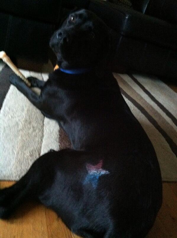 KrisMiller121's tweet photo. Marley is looking quite patriotic this Memorial Day! Thanks @HaleyPaladino! #inspiredbypets #eastpetm #marley http://t.co/SVUKD9Be4v