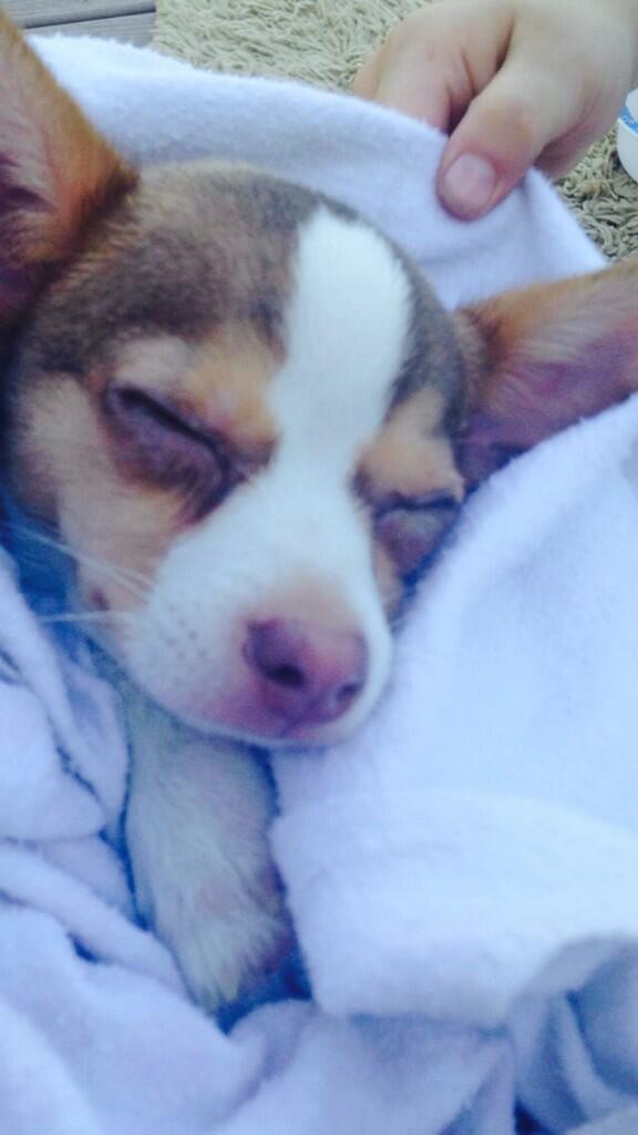 payteebae's tweet image. Welcome to the family Rico! @LesaZ03 #puppy #lovehim #rico #Chihuahua