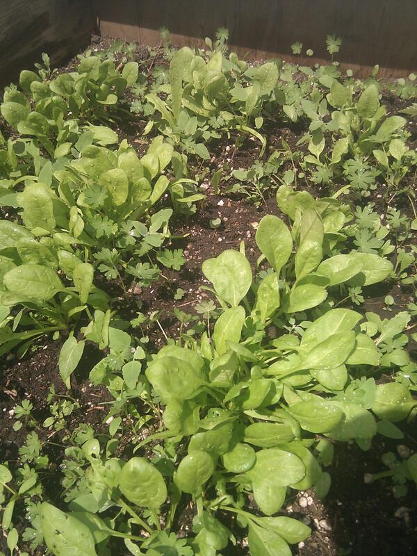 tinyplots tweet picture