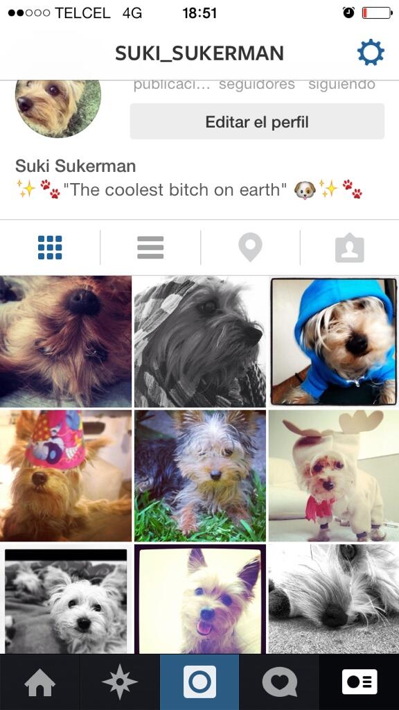 e_suk's tweet photo. Suki ya tiene Instagram 🐾✨🐶✨🐾 @suki_sukerman #petblogger #pet #yorkie #coolbitch http://t.co/aGNMUTs2Pe