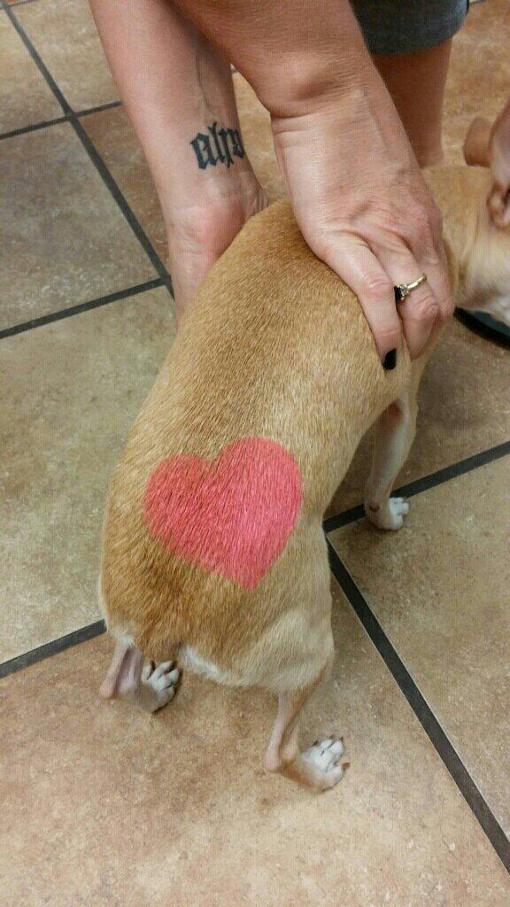 PetSmart 0190 Hurst tweet media