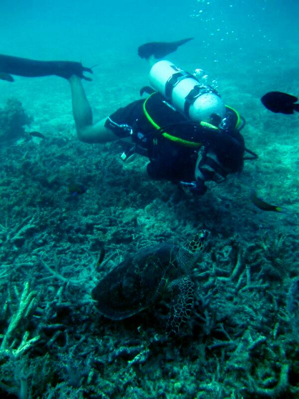 rizkitarisa's tweet photo. #WorldTurtleDay http://t.co/4pWGJSqGXK