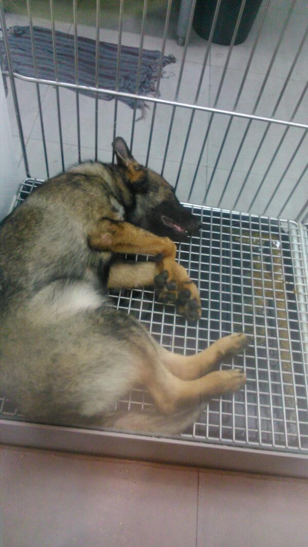 <a href="/MaskotaMexico/">Maskota</a>? Paseo Acoxpa pastor alemán muy enfermo. Duerme sobre vómito y diarrea  <a href="/DenunciaMaskota/">DenunciaMaskota</a> <a href="/rebecadealba/">Rebecca de Alba</a>