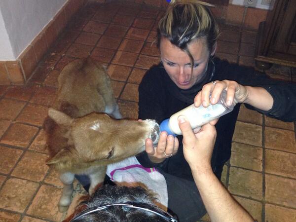 Une petite orpheline est arrivé à dercé