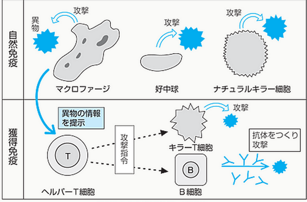 ゴロ 解剖生理イラスト على تويتر 自然免疫と獲得免疫の働き Https T Co Uvdnjmg1tf