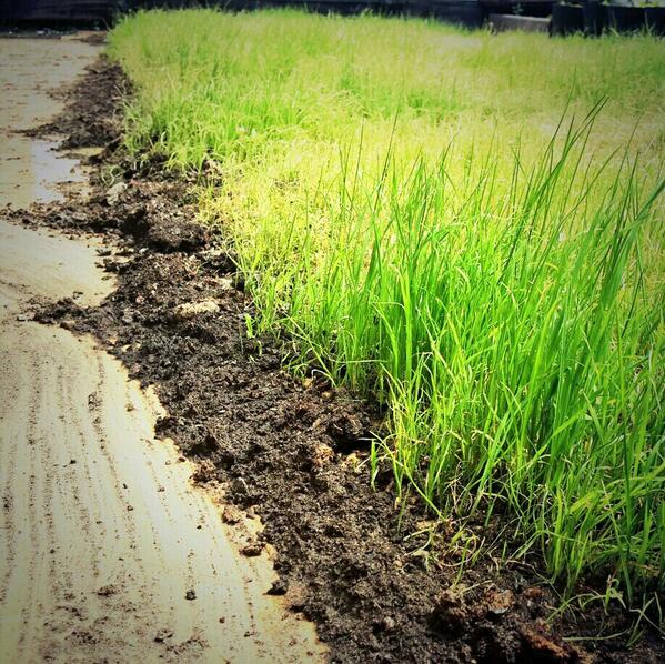 Плитан дээр 1см зузаан хөрс дэвсээд зүлэг тарьж туршив. Амжилттай :))