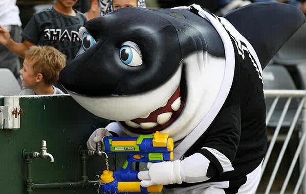Cell c sharks tweet media