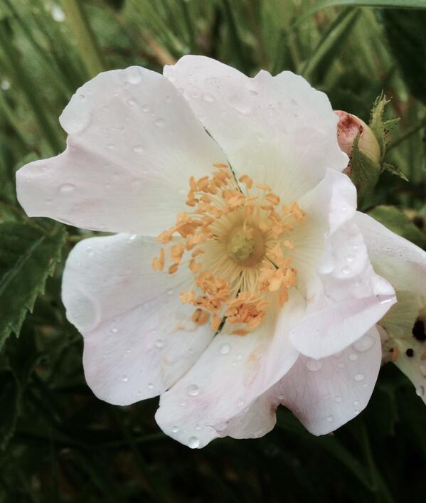 Permalien de l'image intégrée