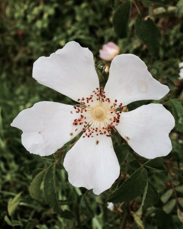 Permalien de l'image intégrée
