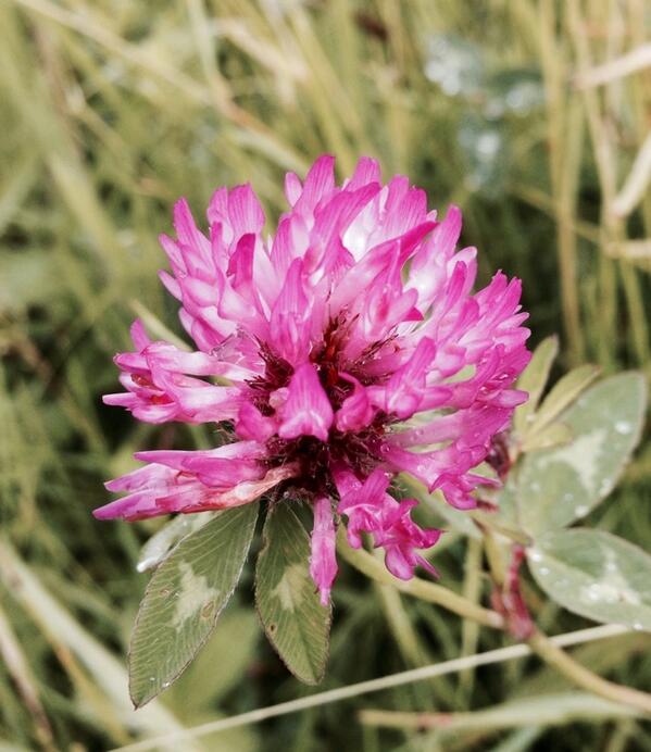 Permalien de l'image intégrée