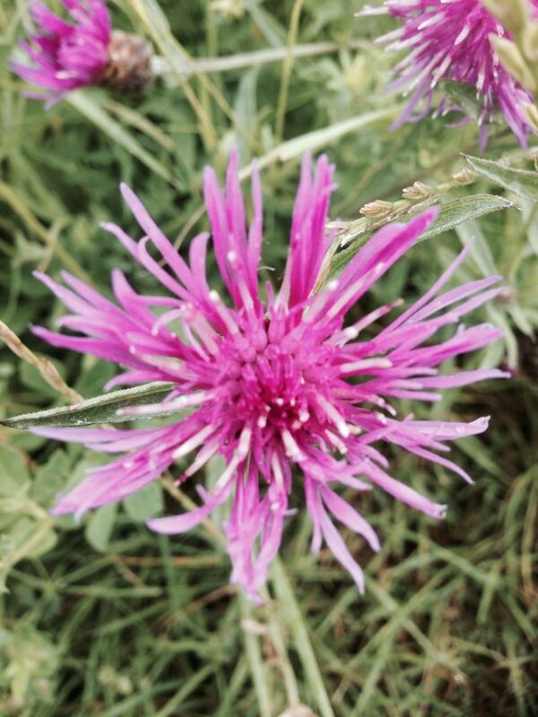 Permalien de l'image intégrée