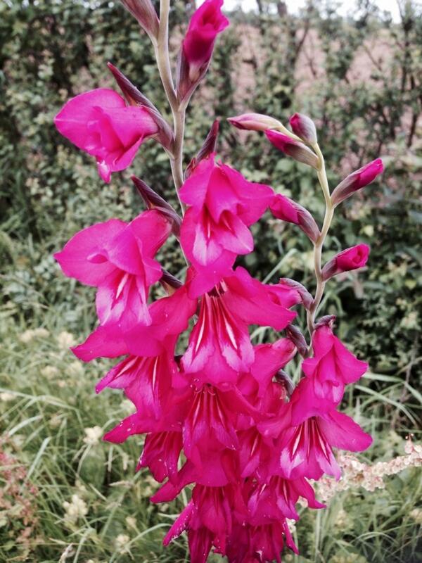 Permalien de l'image intégrée