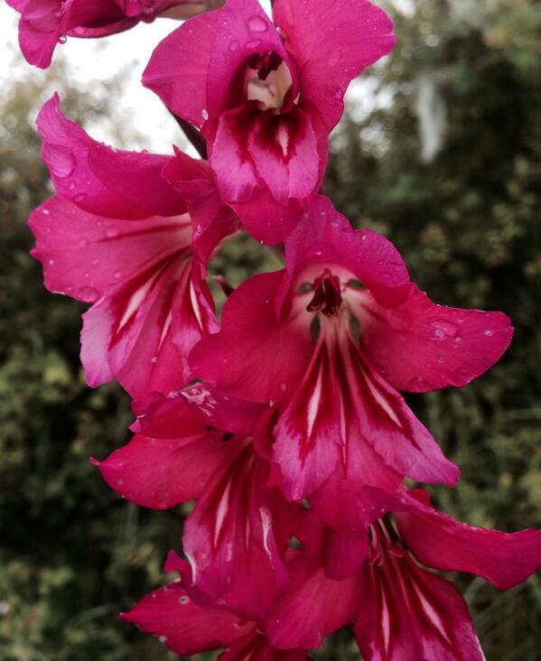 Permalien de l'image intégrée