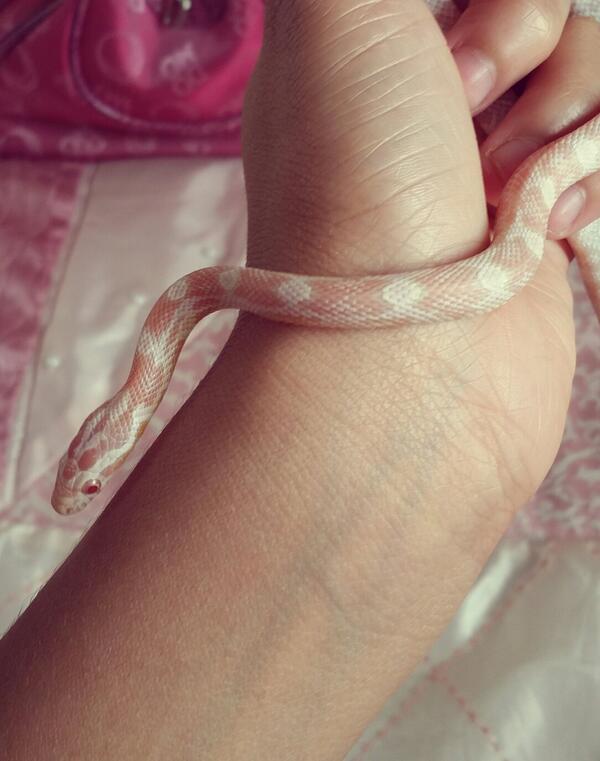 BriaTonisha's tweet photo. My new baby corn snake called blossom! 😙 http://t.co/Lmk4Mtw0be