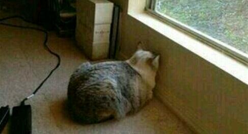 ESTE SERÉ YO MAÑANA