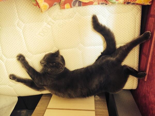 Valdiacho's tweet image. Tas moments, kad zapte ir izgāzta, bet neviens nezin, ka tas biju es!