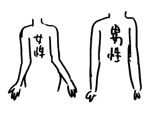 これ、昔不思議に思って調べたところ、人体--腕は下図のように腰のラインにフィットするしくみになっていると何かで読んで、以来そういうわけなのだと思っていたのですが、今調べてみると間違ってる気が する?どうなのでしょう?追って調べる。 
