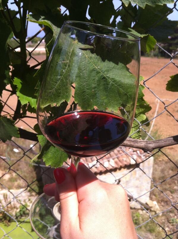 Floh88Turl's tweet photo. #feudoramaddini #vinisicilia #cantineaperte2014 http://t.co/pUydgDyfoy