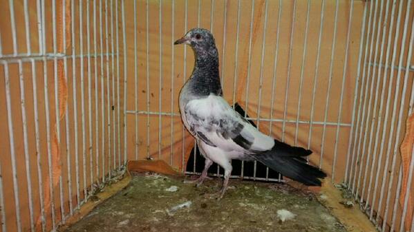 7mem_187's tweet photo. عرض لحلال المربي / صالح الغامدي من الباحه 0557723788 http://t.co/WDs7QLTH60