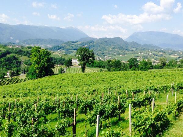 MarcoCamuccio's tweet photo. #CantineAperte sui colli di #Comnegliano con @lauralaufedrigo @MediciStefano http://t.co/W7XUsSohL0