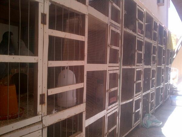 7mem_187's tweet photo. عرض للمربي / بدر القحطاني من الرياض 0533773065 http://t.co/FLkn9ou0uR