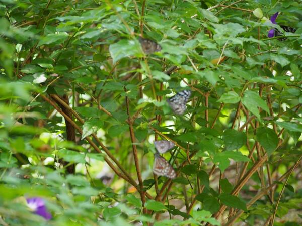 Lots of butterflies at the spa and hillside. Don't miss to walk up the staircase a bit <a href="/ZeavolaResort/">Zeavola Resort </a> #GreenSeason