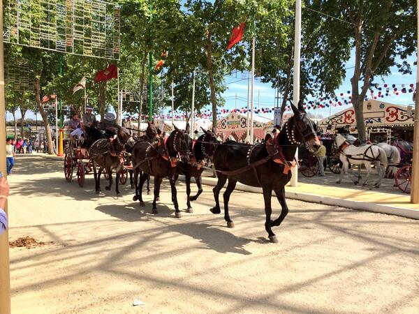 maria_jose_prez's tweet photo. "@RocioACaballo: Que me gusta una feria, con sus mulos arreglaos presumiendo de clase!! http://t.co/khnQr0xniZ"