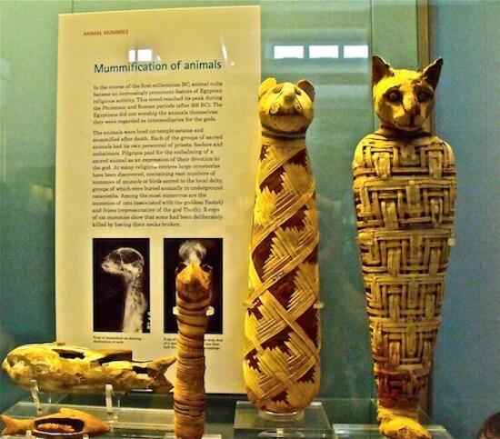 A glimpse of animal mummification <a href="/britishmuseum/">British Museum</a> #Egypt