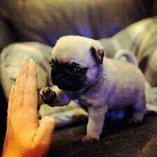 Buenos días #FelizDomingo 🐾 😘