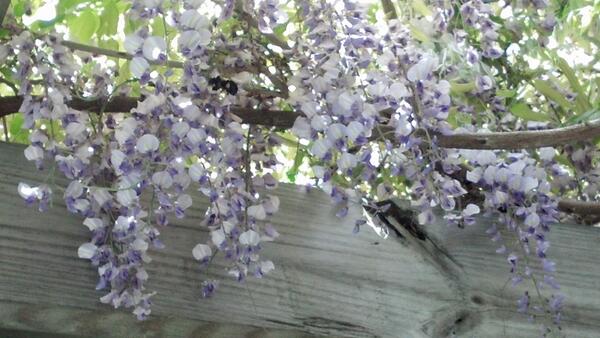hamptontrainer's tweet image. Wisteria canopy #beesatwork