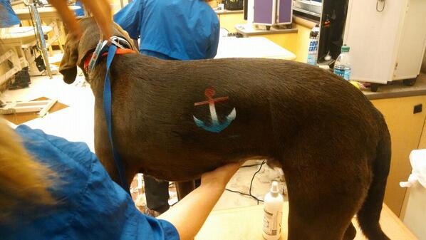 amandaallinder's tweet photo. Brady supporting his dad #inspiredbypets #ecpetm http://t.co/KSjCHwKhHr