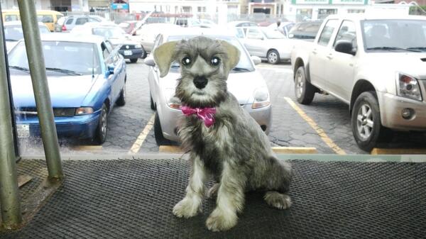 Mydogor81's tweet photo. Mi hermosa http://t.co/vGhWlzE4js