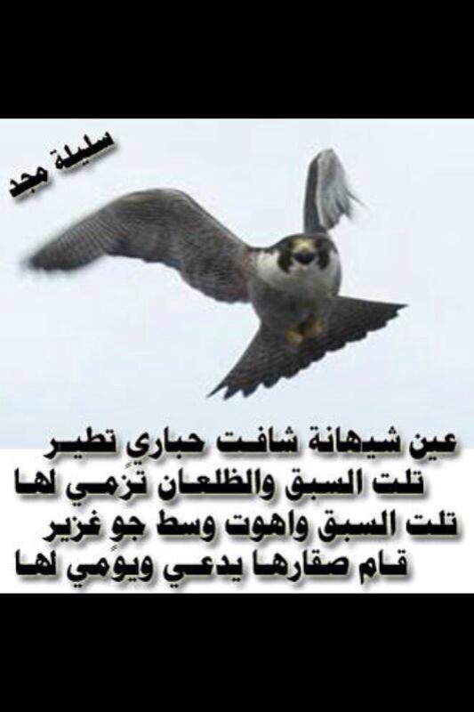 سلـيـلـة مـجـد tweet media