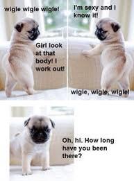 BluegrassPugs's tweet image. RT Wiggle wiggle wiggle Yeah! #cutepug #pugfun #puglove #pug #pugrescue #pugs #adoptapug #puglife #pugchat #pughug