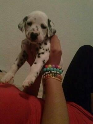 GiuliaGaidolfi's tweet photo. Os presento a Bruno, nuevo integrante!! jajajajaja muero por el 😍 @Mbenitee http://t.co/fgqDH08EuQ