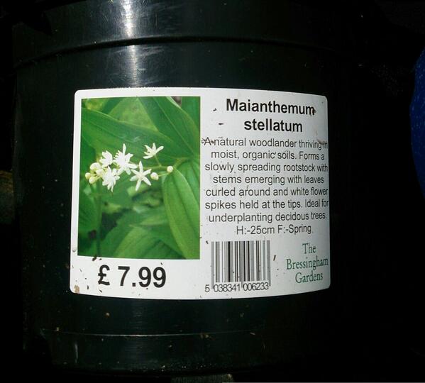 sdhorticulture's tweet photo. If you like wild garlic and Polygonatum then you will love this, an excellent addition to a woodland scheme. http://t.co/75hnDuXTtm