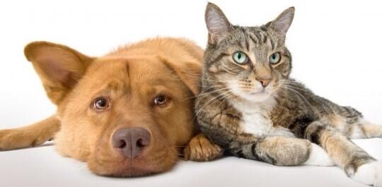 edacosto's tweet photo. @nonsonpago1 Amici per sempre , comunque! http://t.co/WwrlPqAhvF