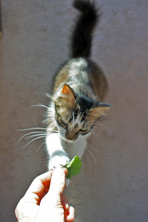 TedMeows's tweet image. Time for the Sunday nip. #catnipADDICT
