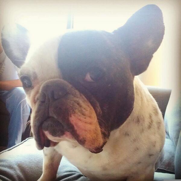 FrenchieRocky's tweet photo. #selfie #frenchbulldog http://t.co/DCpAxRM8iR