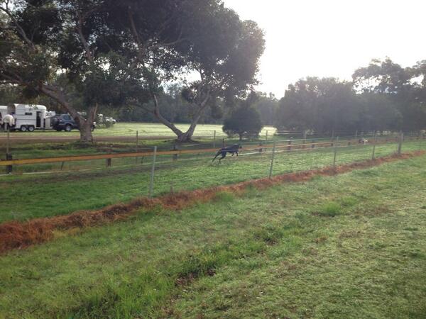 Rybora_Belle's tweet photo. Here is a photo that my owner Matt took of me whilst I was trialling yesterday! I had so much fun!🐾 http://t.co/p7KzUUrAc1
