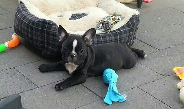 frenchiebilly's tweet image. Billy's first day at home ! #frenchie #frenchbulldog #puppylove