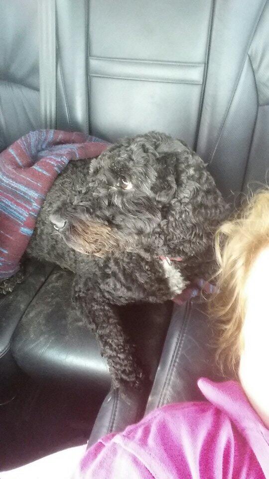 AlfieCockapoo tweet picture