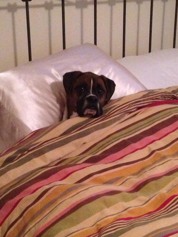 Rex_Boxer's tweet photo. Been a 'ruff' day and I am ready to crash for the night http://t.co/M7ufFNI2QI