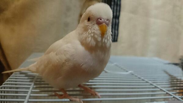 yutyutyu2's tweet photo. 【セキセイインコ保護・拡散希望】2013/12/11頃、世田谷区祖師谷商店街のTUTAYA付近にて、セキセイインコ（アルビノ）色はオフホワイト、赤目、男の子が保護されました。おしゃべりが上手です。こちらでお預かりしてます。 https://t.co/Ld98AdXiNE