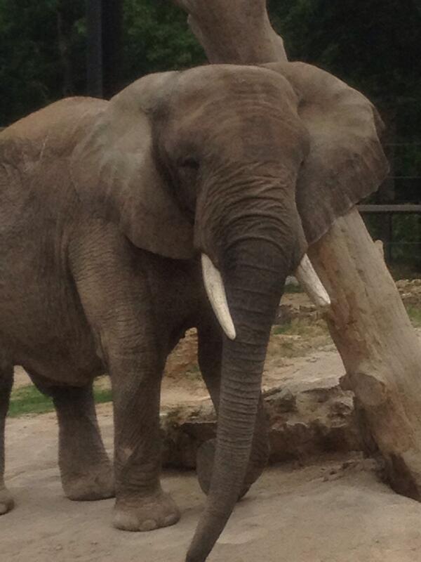 aef2274's tweet photo. A little rain never hurt anyone. Love Grant's Farm. #NHL15Oshie http://t.co/dLPHpwgaP6