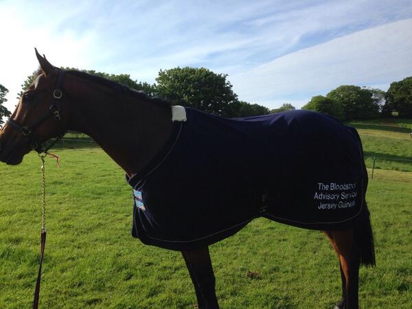 Ancient Greece trying out his new rug.. #guineaswinner @GBakerRacing @jerseyraceclub great days racing